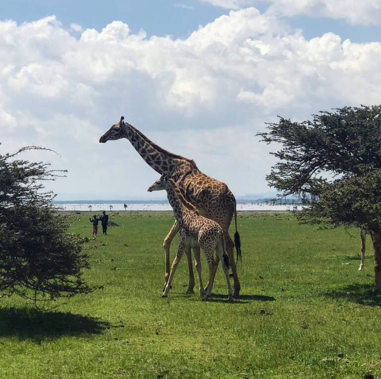 An image of two giraffes in the middle of a forest