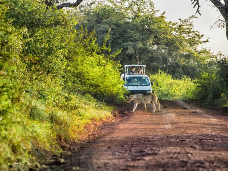 A lion in Nairobi National Park